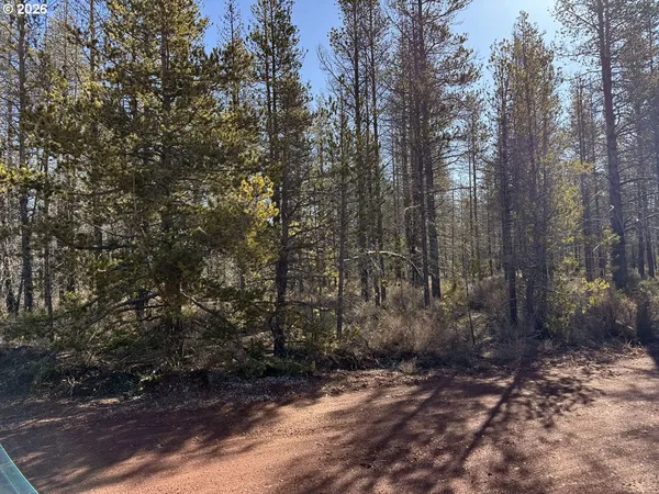 a view of a forest with large trees