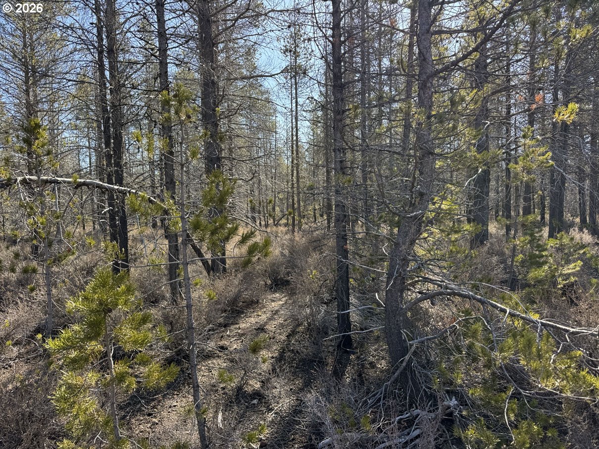 Scott View Drive, Unit 11 Chiloquin, OR 97624 - Photo 15 of 37 a view of a forest with a tree