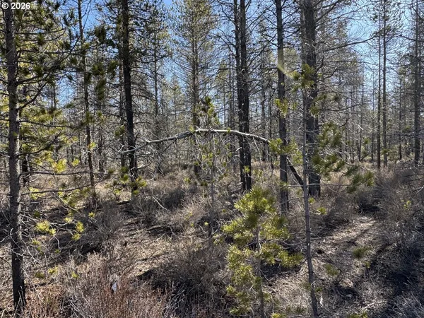 a view of a forest filled with trees
