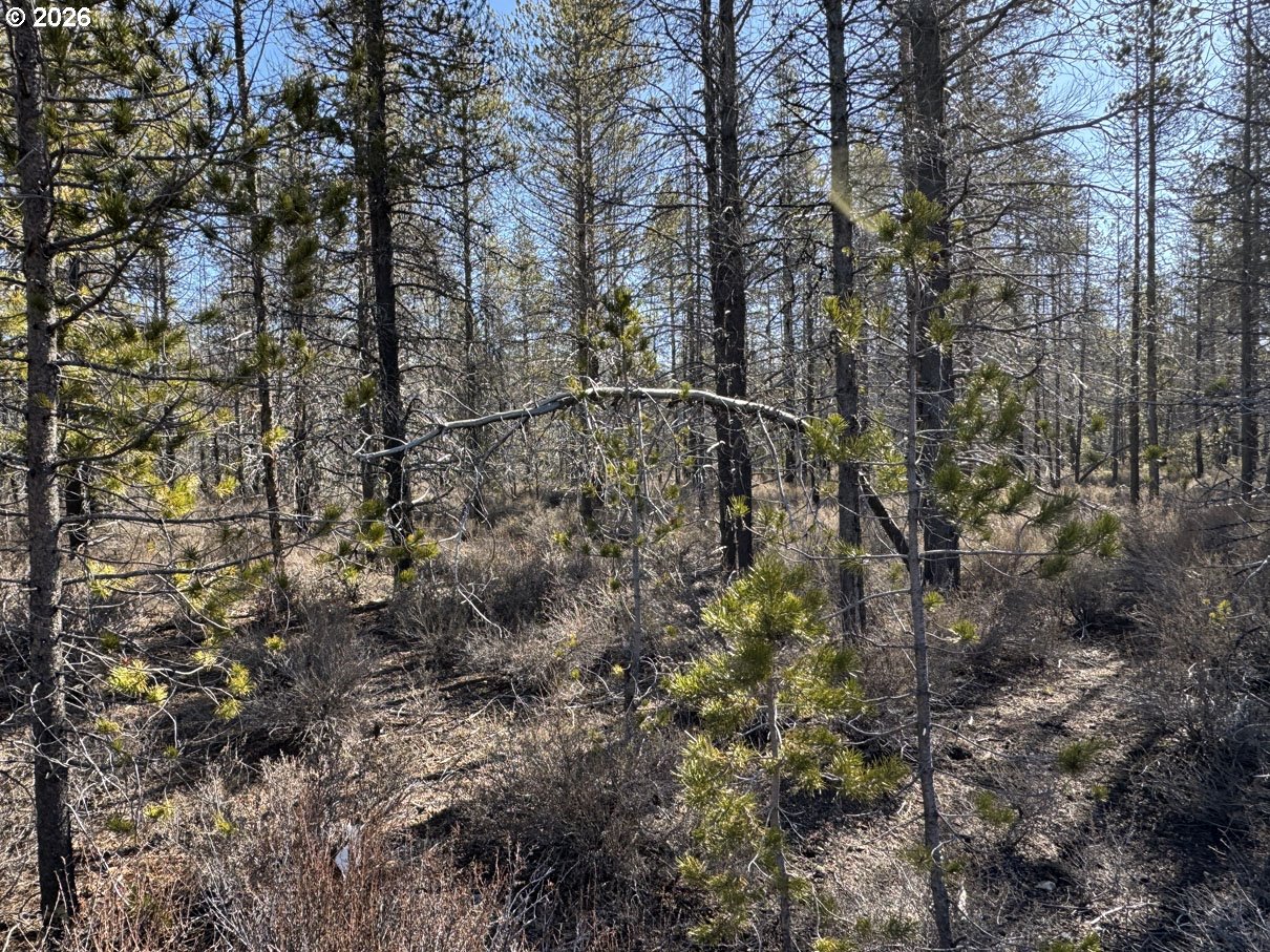 Scott View Drive, Unit 11 Chiloquin, OR 97624 - Photo 16 of 37 a view of a forest with large trees