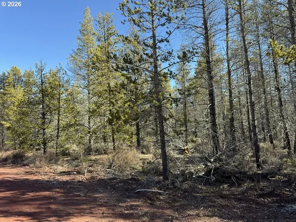 a view of a forest filled with trees