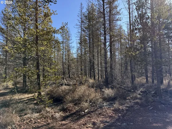 a view of a forest with trees