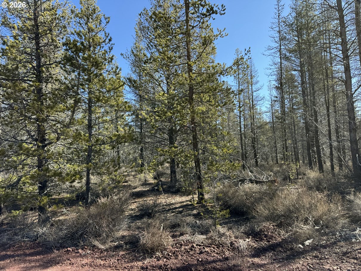 Scott View Drive, Unit 11 Chiloquin, OR 97624 - Photo 21 of 37 a view of a forest with trees in the background