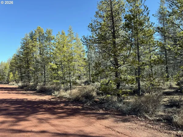 a view of a forest with trees in the background