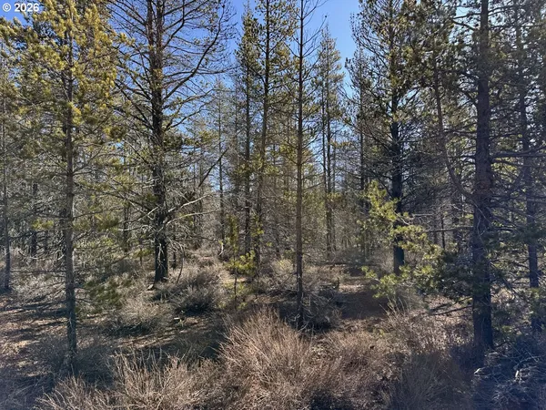 a view of a forest with trees