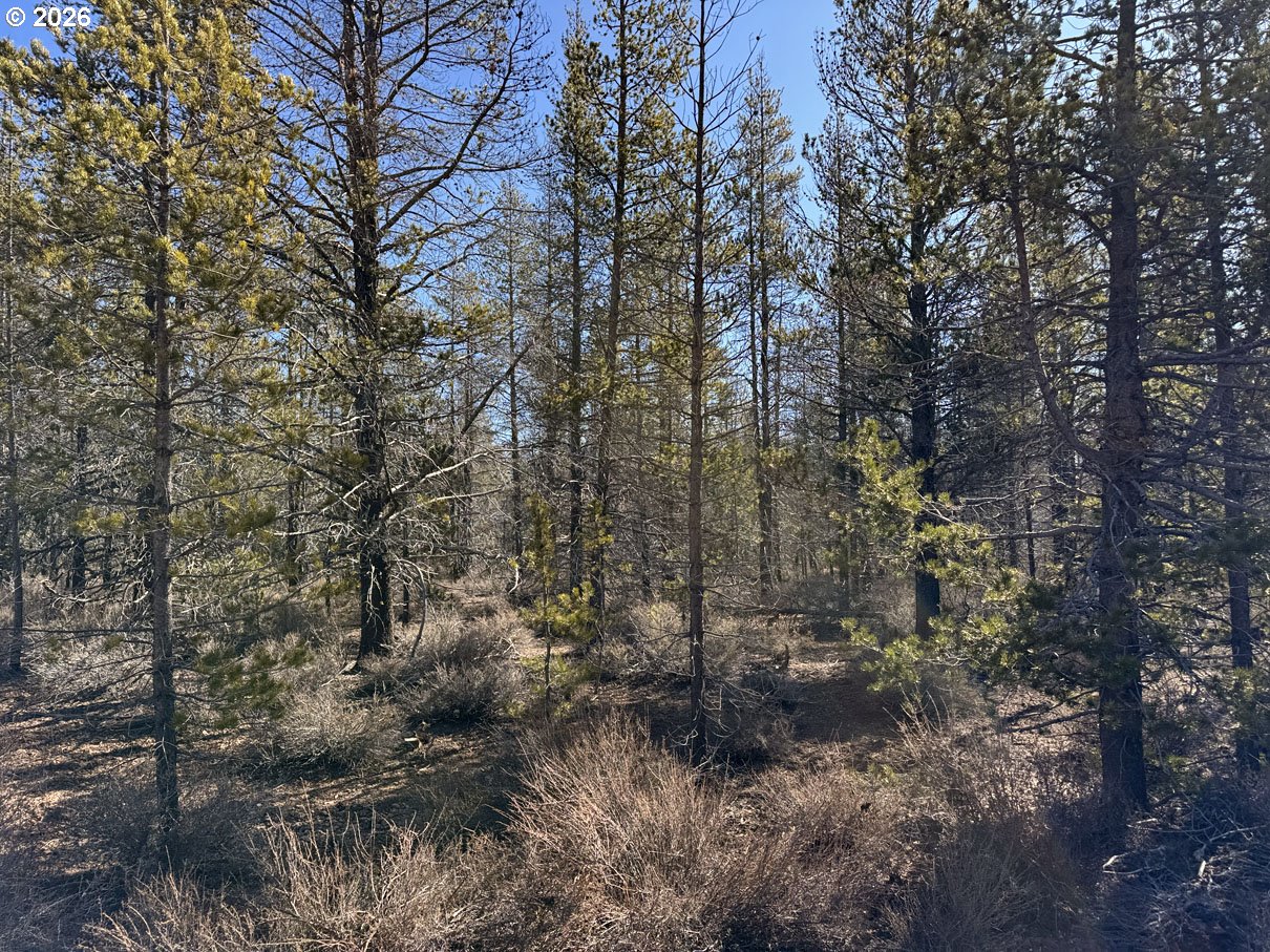 Scott View Drive, Unit 11 Chiloquin, OR 97624 - Photo 25 of 37 a view of a forest with trees in the background