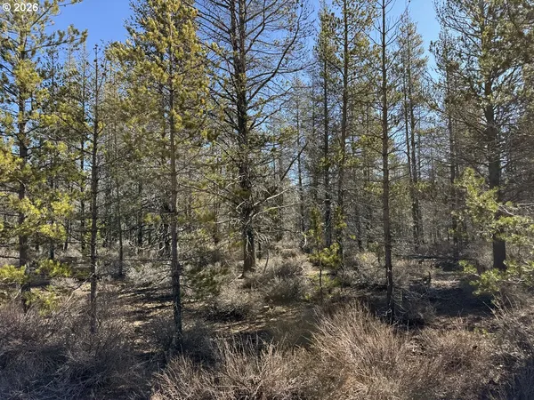 a view of a forest with trees