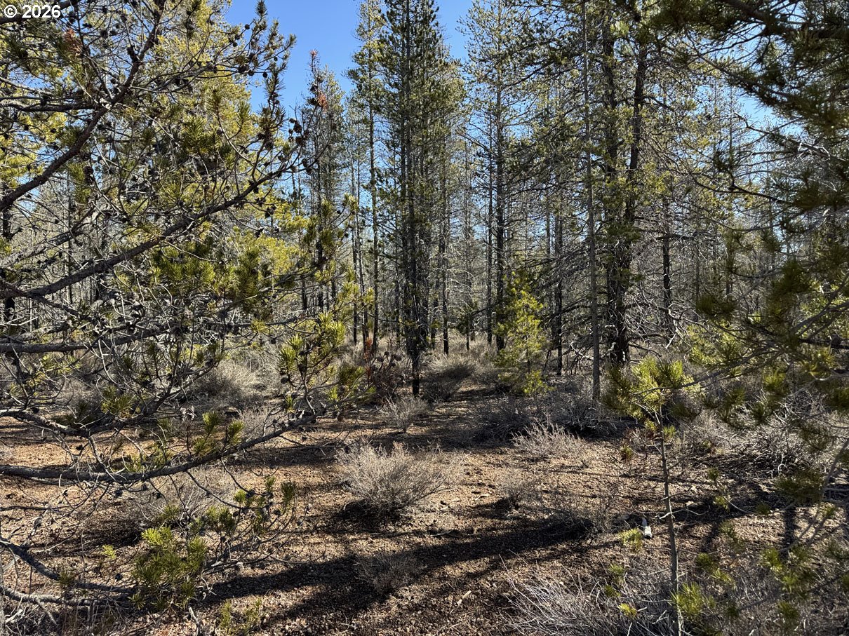 Scott View Drive, Unit 11 Chiloquin, OR 97624 - Photo 27 of 37 a view of a forest with trees