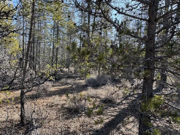 a view of a forest with trees in the background