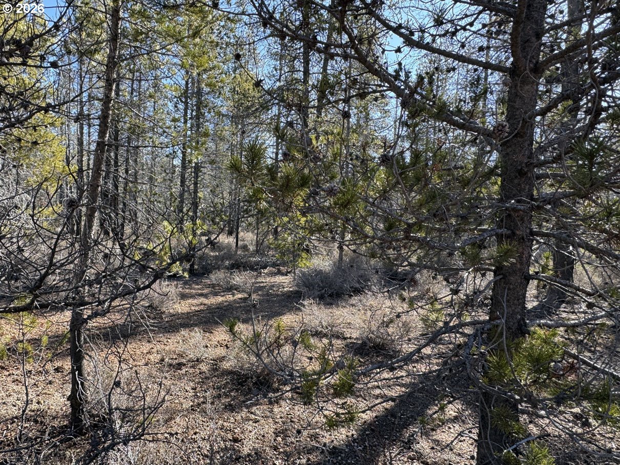 Scott View Drive, Unit 11 Chiloquin, OR 97624 - Photo 28 of 37 a view of a forest with trees