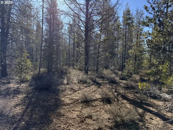 a view of a forest with large trees
