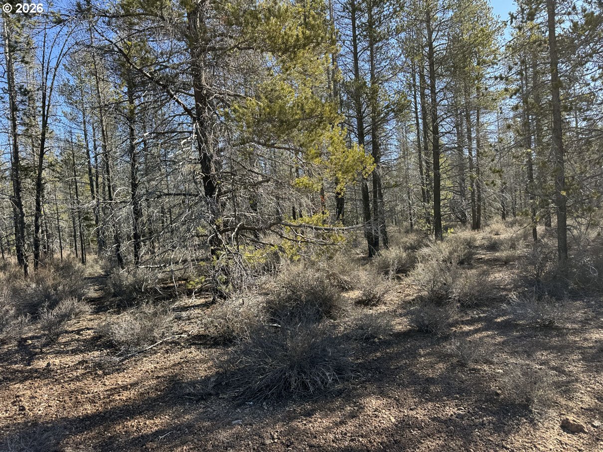 Scott View Drive, Unit 11 Chiloquin, OR 97624 - Photo 31 of 37 a view of a forest with large trees