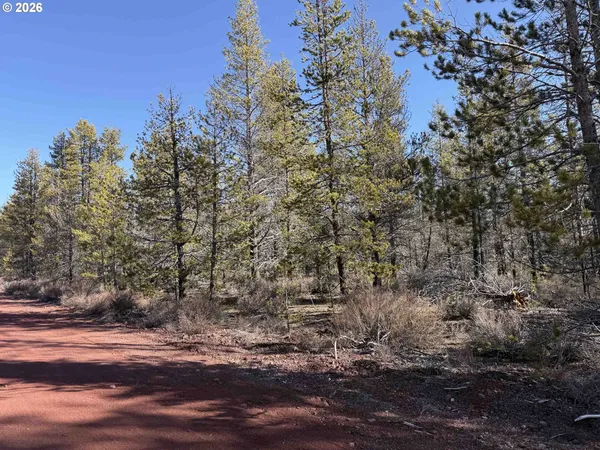 a view of a forest with trees in the background