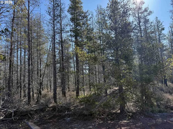 a view of a forest with trees