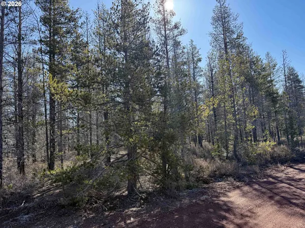 a view of a forest with a tree