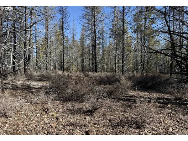 a view of a yard with lots of trees