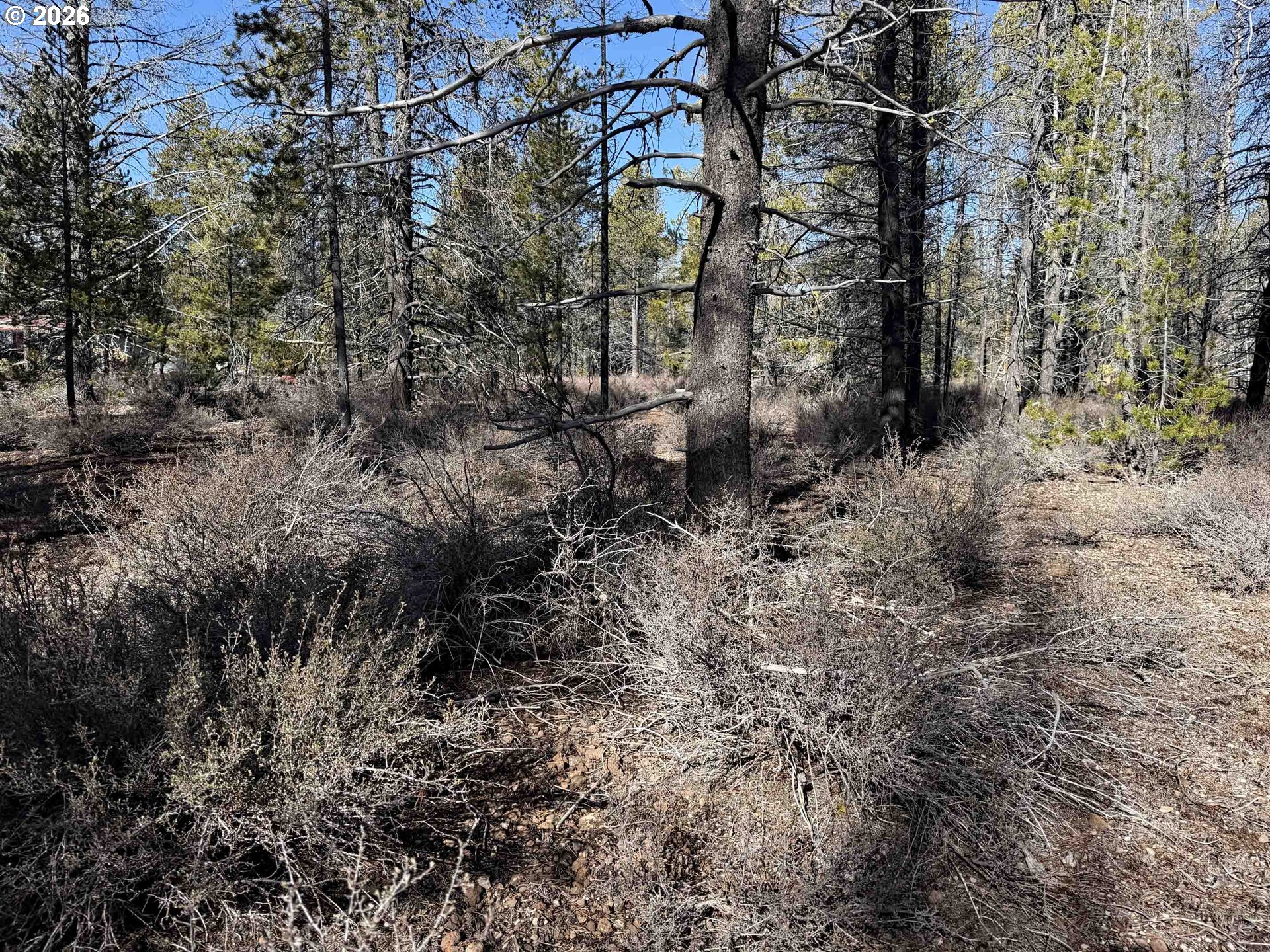 Scott View Drive, Unit 11 Chiloquin, OR 97624 - Photo 36 of 37 a view of a forest with a tree