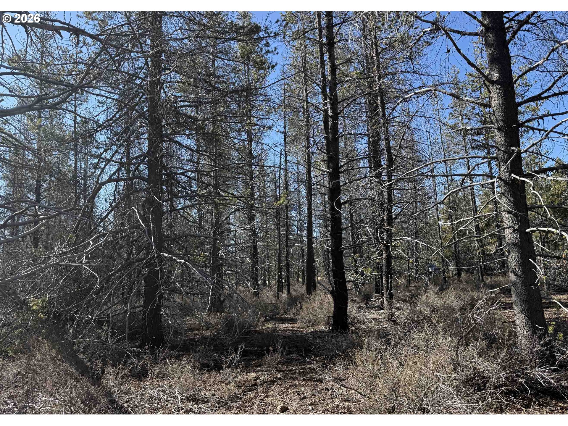 Scott View Drive, Unit 11 Chiloquin, OR 97624 - Photo 37 of 37 a view of a yard with lots of trees