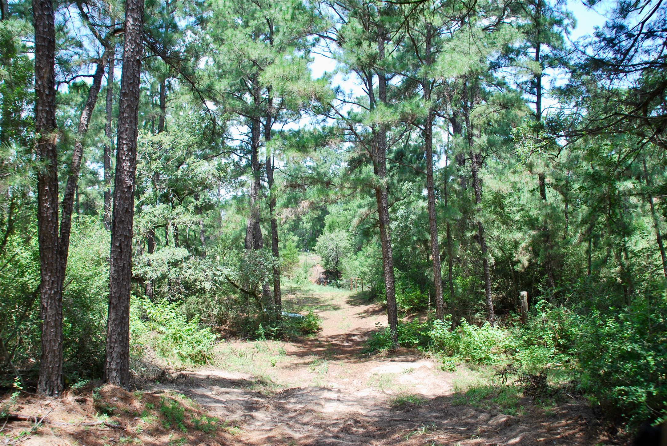 Tbd Sandy Road Rosanky, TX 78953 - Photo 14 of 43 a backyard of a house with a tree