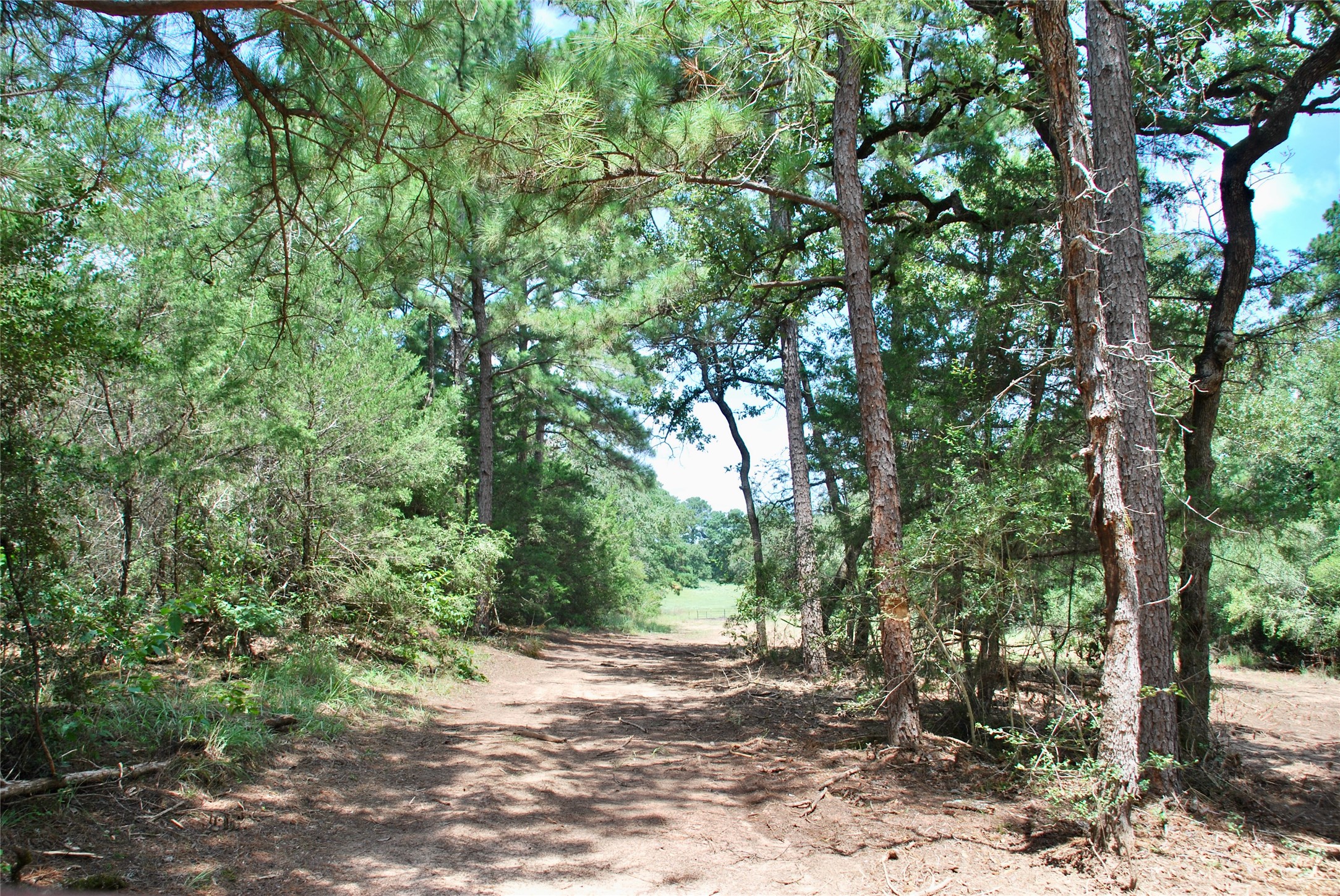 Tbd Sandy Road Rosanky, TX 78953 - Photo 15 of 43 a pathway of a forest