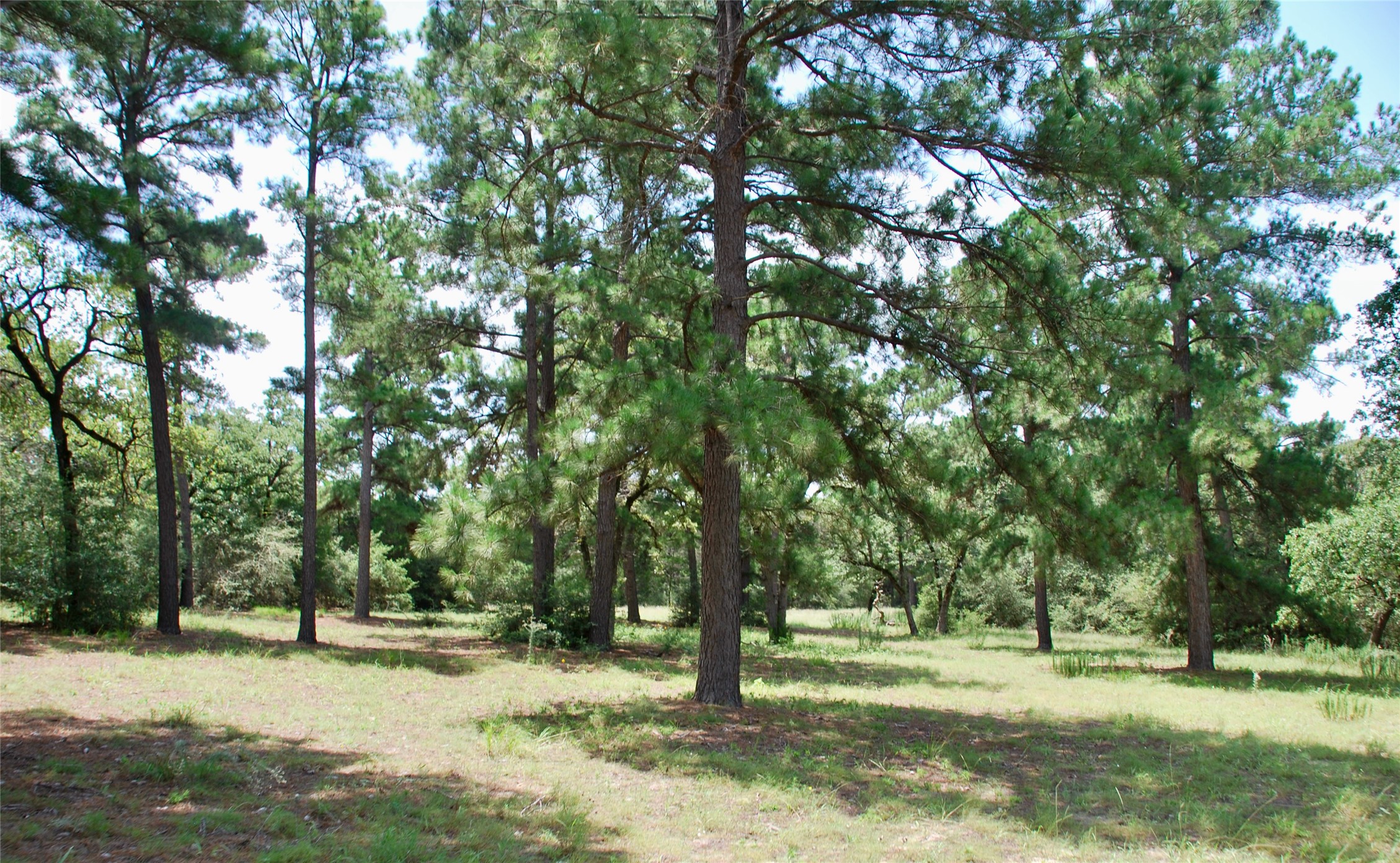Tbd Sandy Road Rosanky, TX 78953 - Photo 16 of 43 a view of a tree in a yard