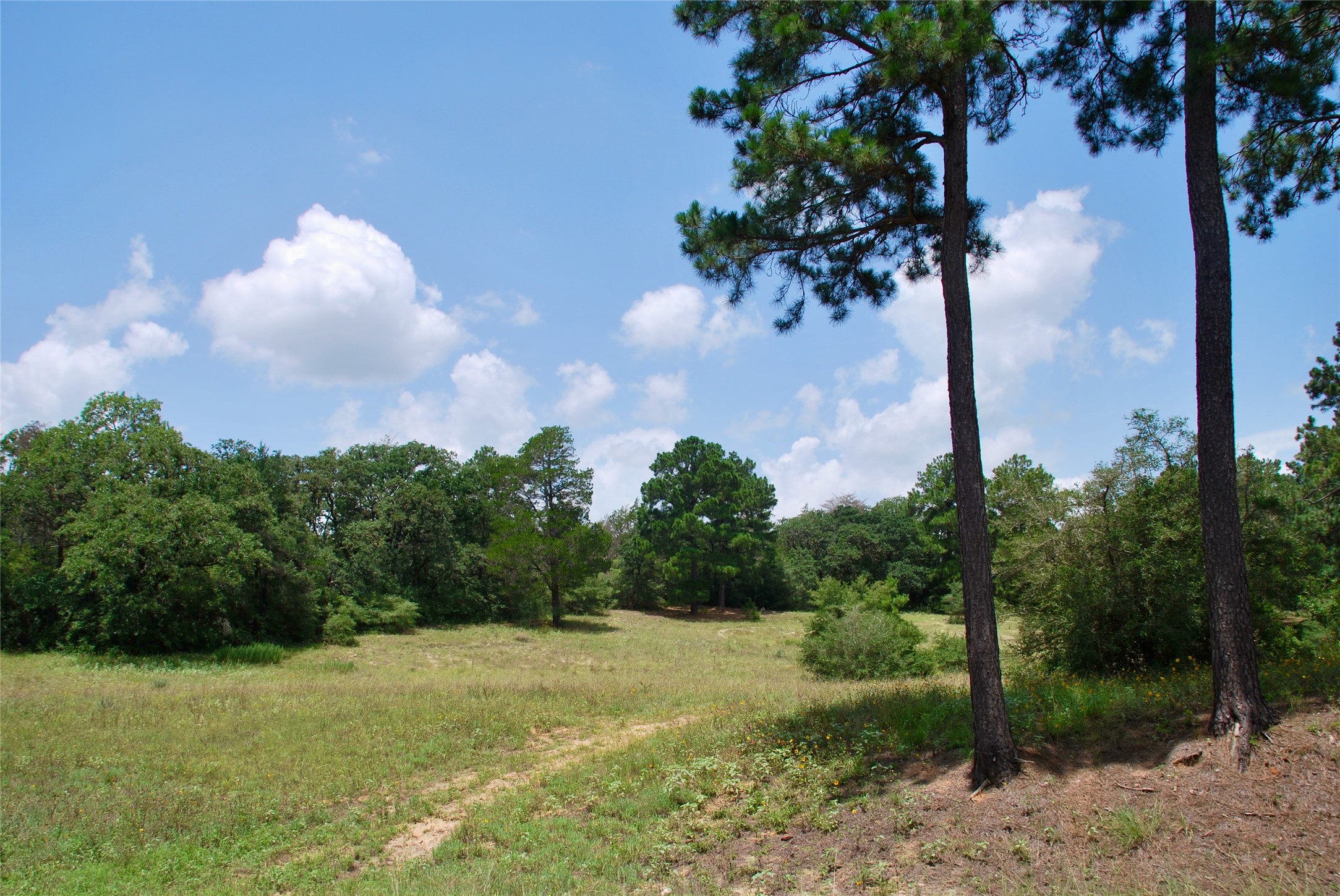Tbd Sandy Road Rosanky, TX 78953 - Photo 17 of 43 a backyard of a house with lots of green space