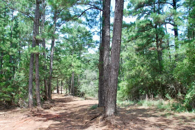 a close up of a plant in a garden