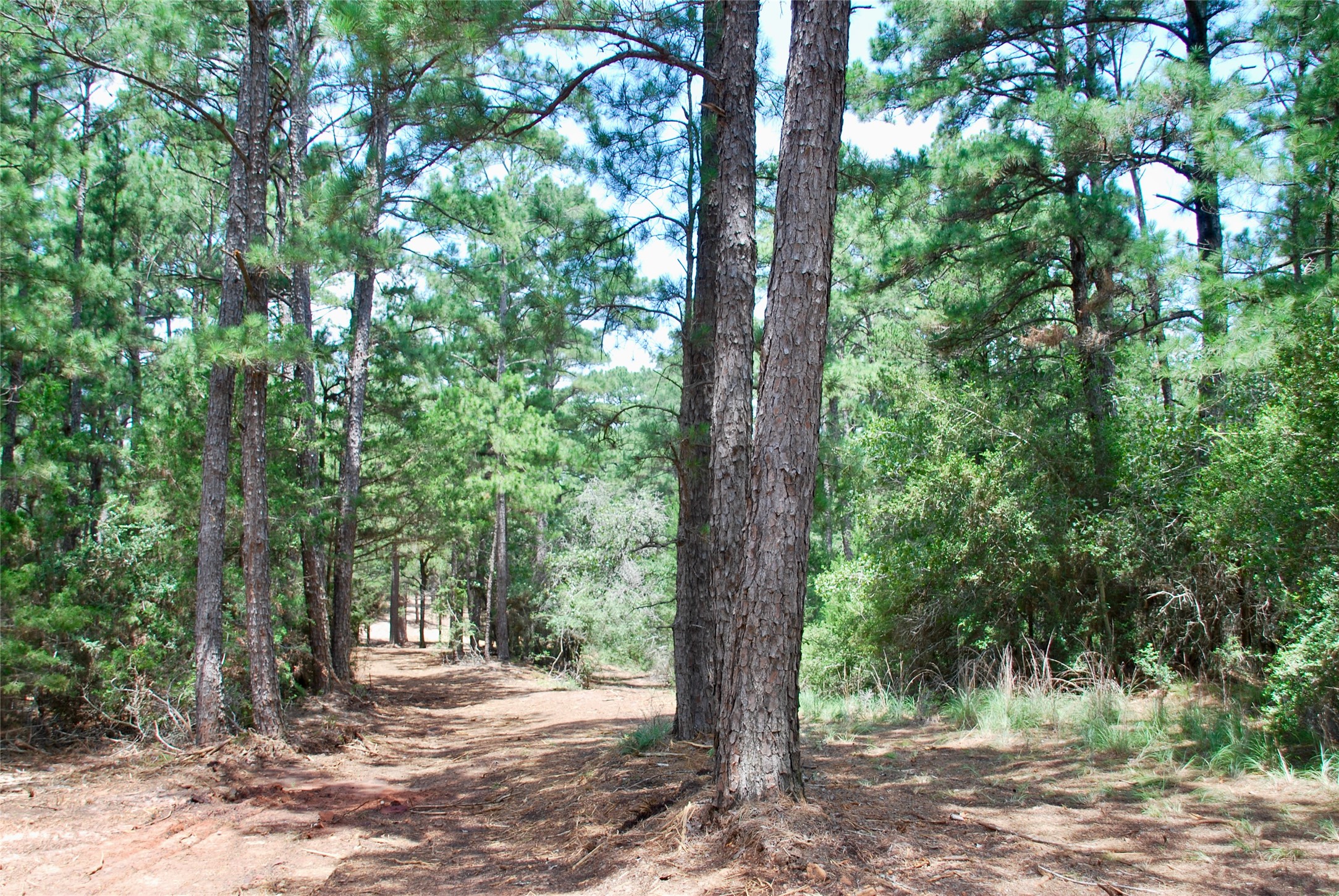 Tbd Sandy Road Rosanky, TX 78953 - Photo 19 of 43 a view of a tree in the middle of a yard