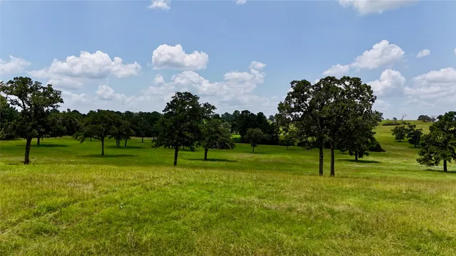 a view of field with tall trees