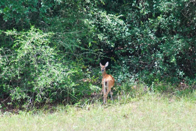 a view of a yard with table and chairs