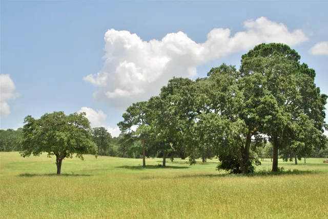 a view of a yard with plants and large trees