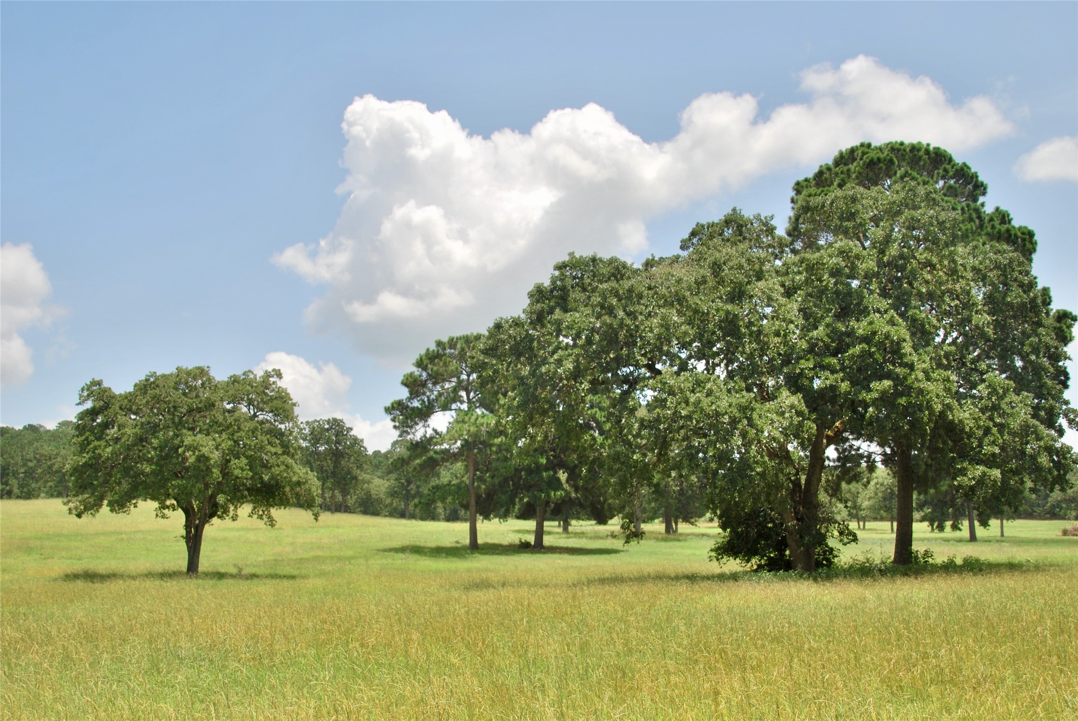 Tbd Sandy Road Rosanky, TX 78953 - Photo 26 of 43 a view of grassy field with trees