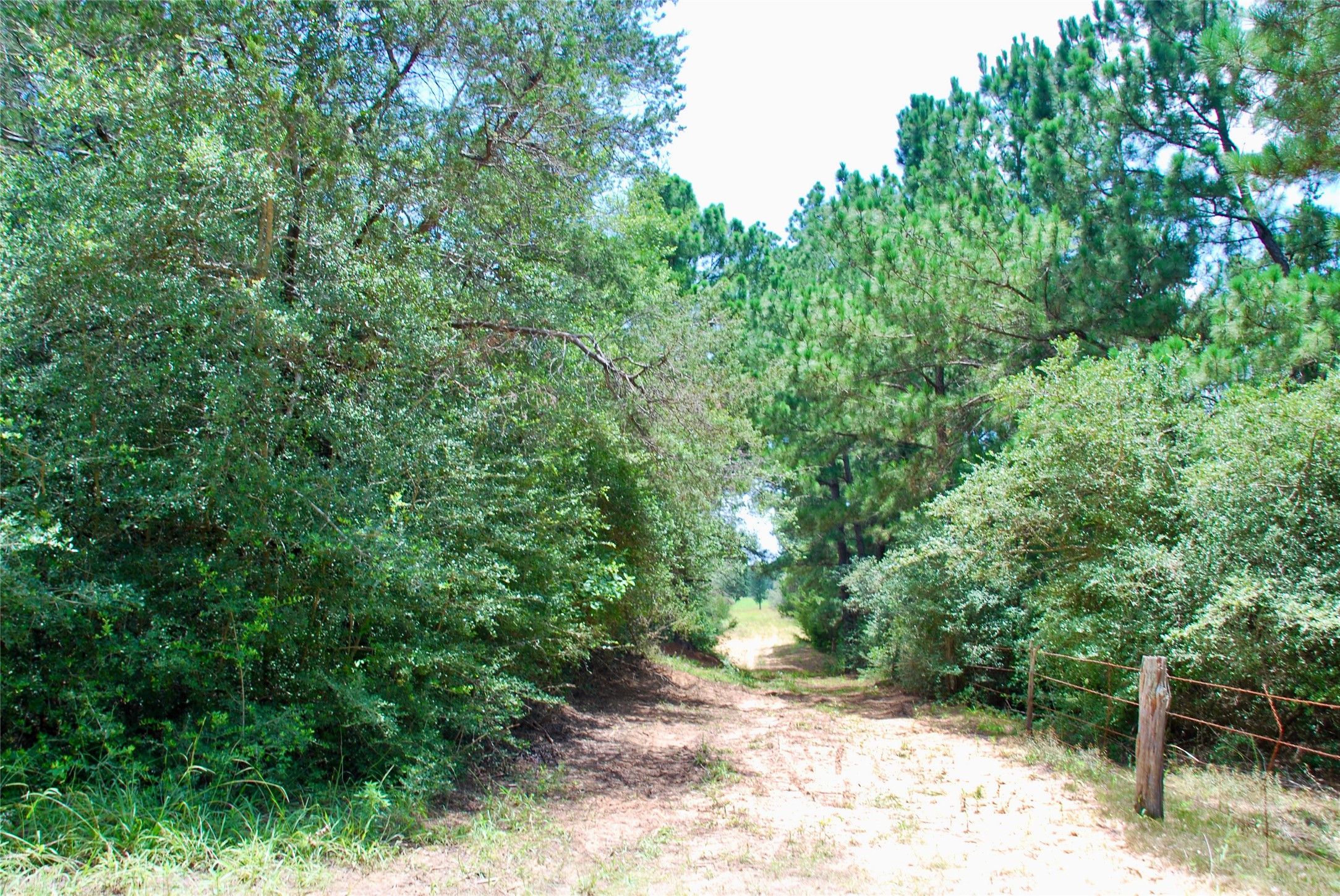Tbd Sandy Road Rosanky, TX 78953 - Photo 27 of 43 a view of a yard with plants and large trees