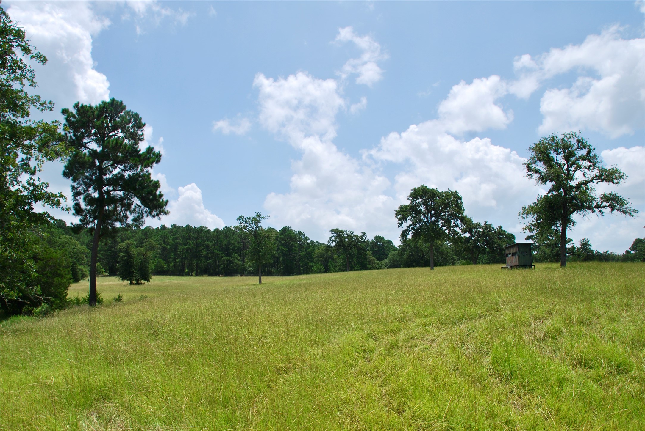 Tbd Sandy Road Rosanky, TX 78953 - Photo 28 of 43 a view of a garden