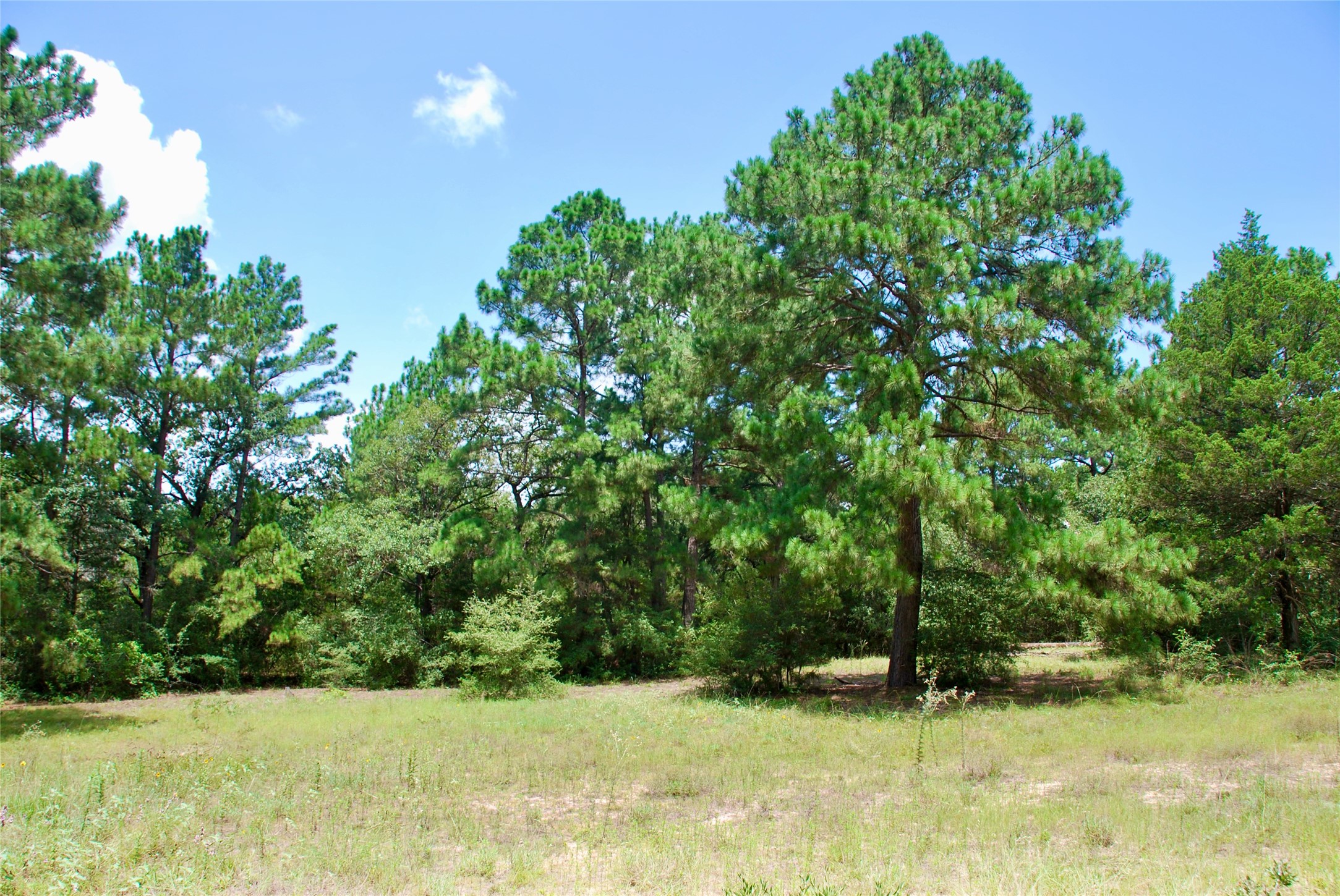 Tbd Sandy Road Rosanky, TX 78953 - Photo 29 of 43 a view of an outdoor space and a yard