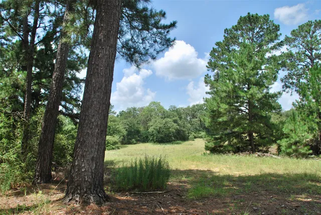 a view of a street with a tree