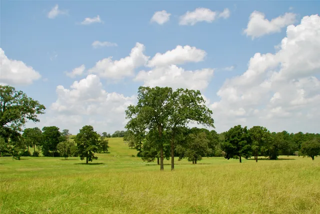 a view of yard with swimming pool and trees in the background