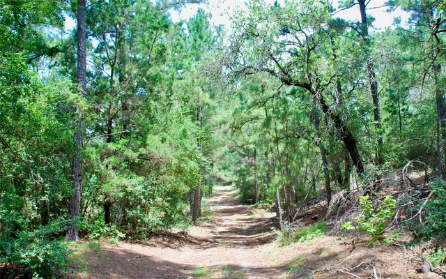 a view of a lush green forest