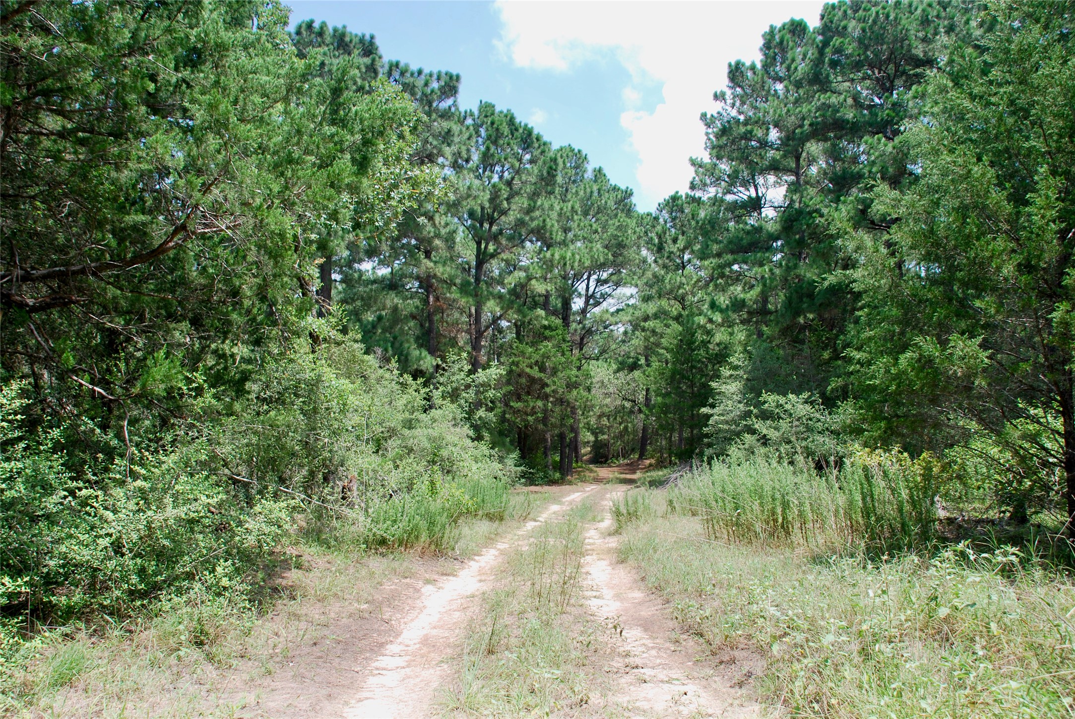Tbd Sandy Road Rosanky, TX 78953 - Photo 32 of 43 a view of a lush green forest
