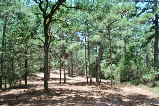 a view of a yard with plants and trees