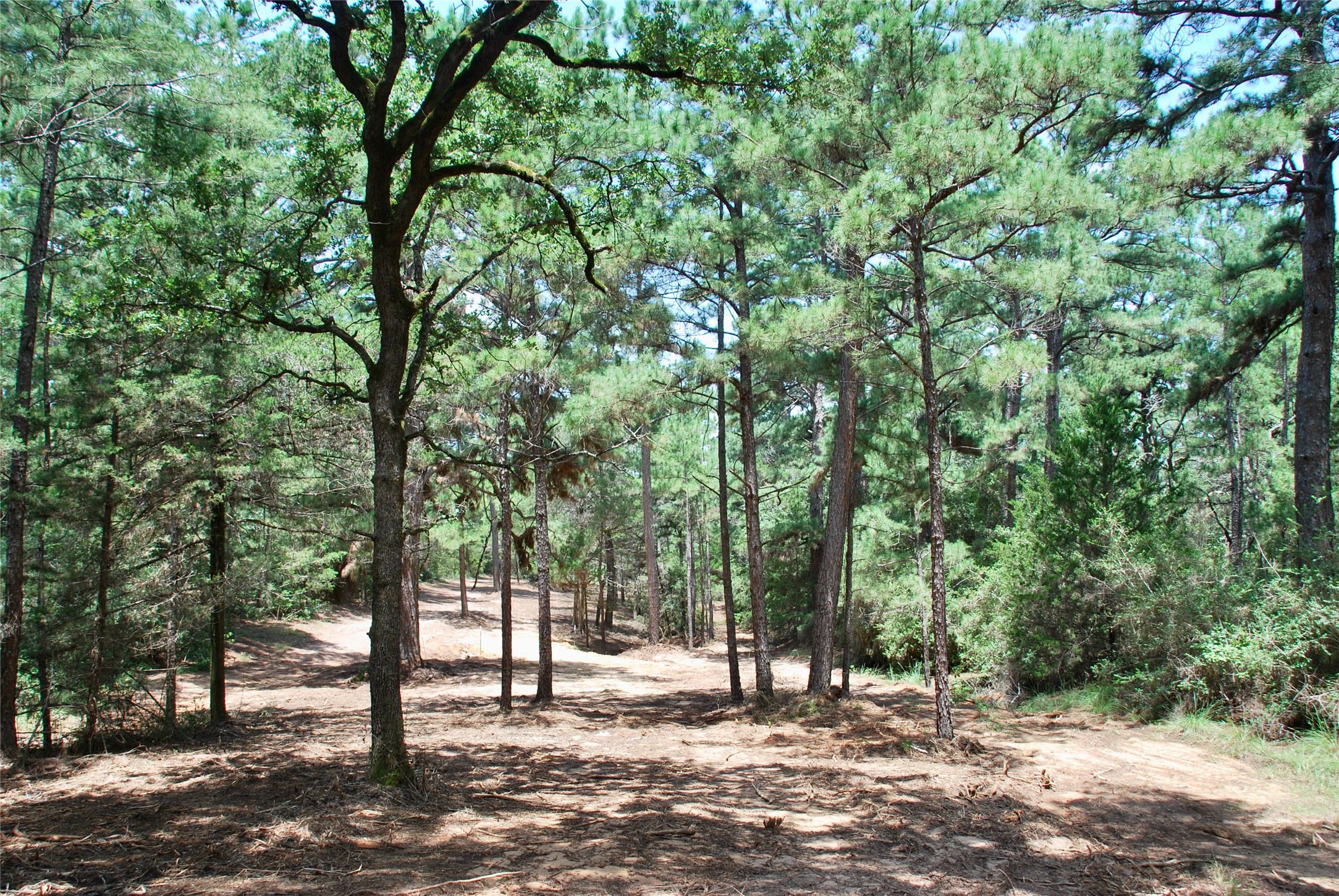 Tbd Sandy Road Rosanky, TX 78953 - Photo 34 of 43 a view of a forest with trees