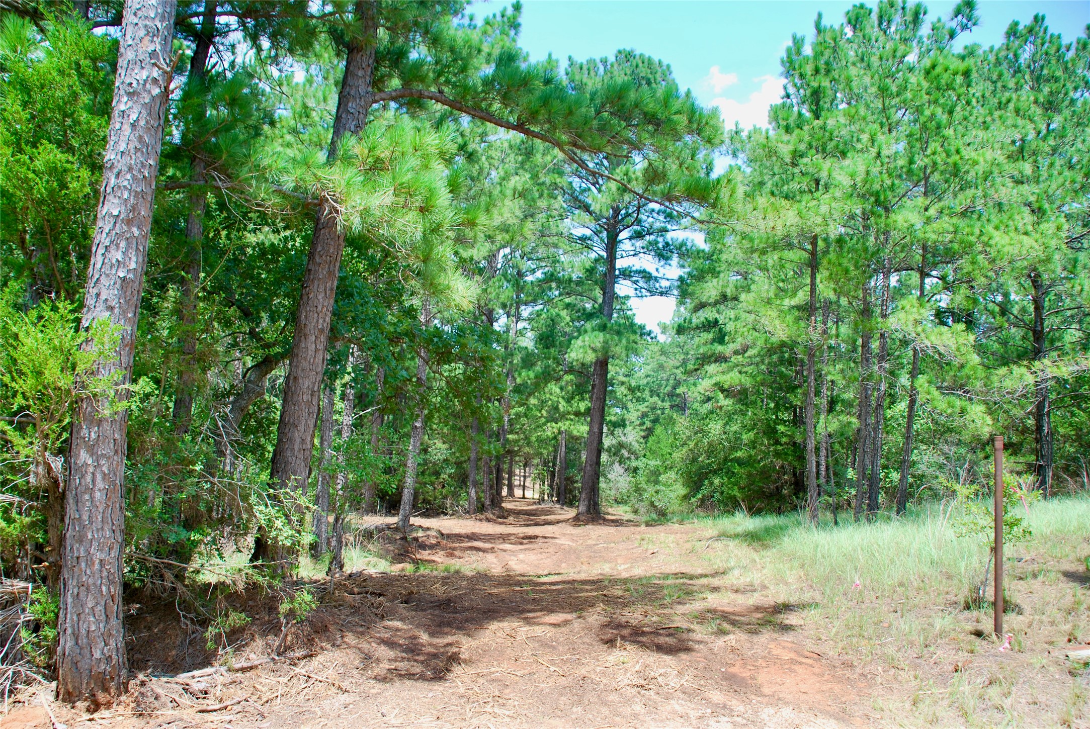 Tbd Sandy Road Rosanky, TX 78953 - Photo 35 of 43 a view of a yard with plants and trees