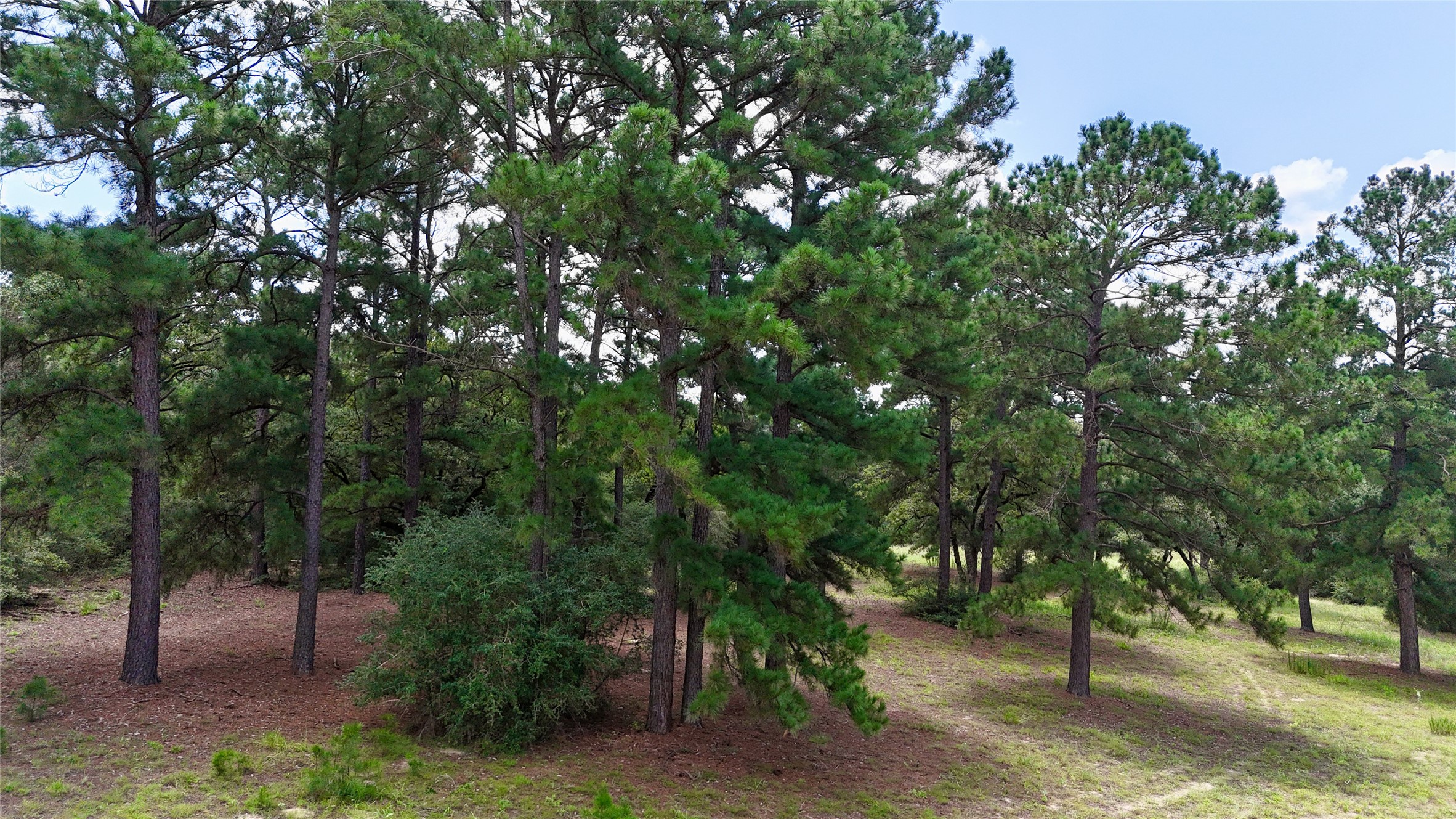 Tbd Sandy Road Rosanky, TX 78953 - Photo 36 of 43 a view of outdoor space and yard