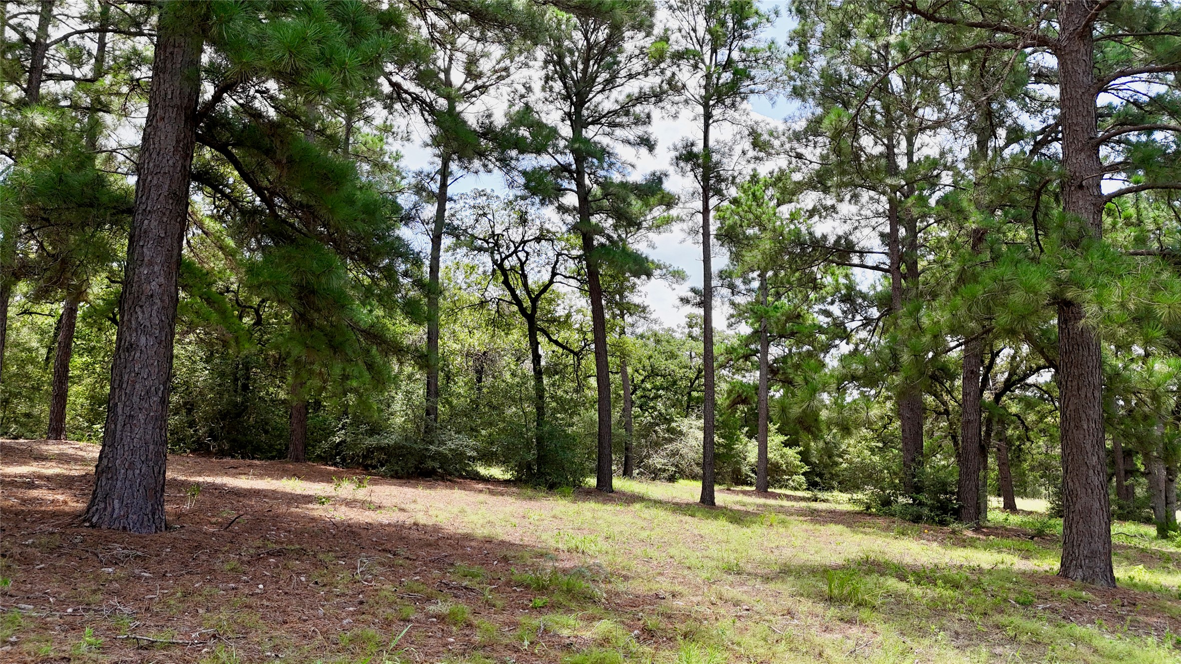 Tbd Sandy Road Rosanky, TX 78953 - Photo 37 of 43 a view of outdoor space with trees