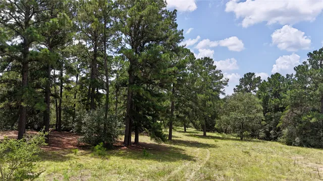 a view of a yard with a tree