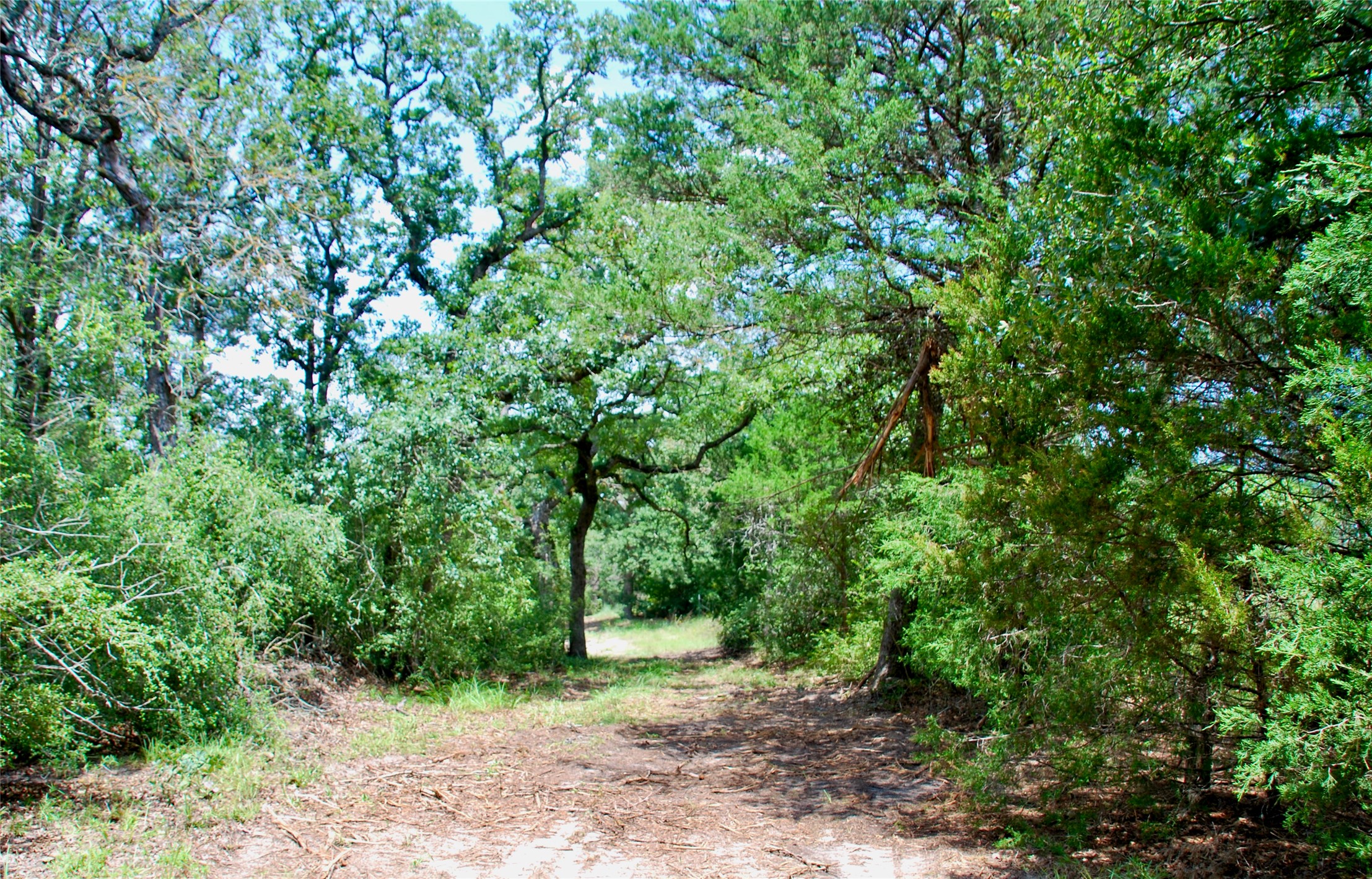 Tbd Sandy Road Rosanky, TX 78953 - Photo 40 of 43 a view of a yard with a tree