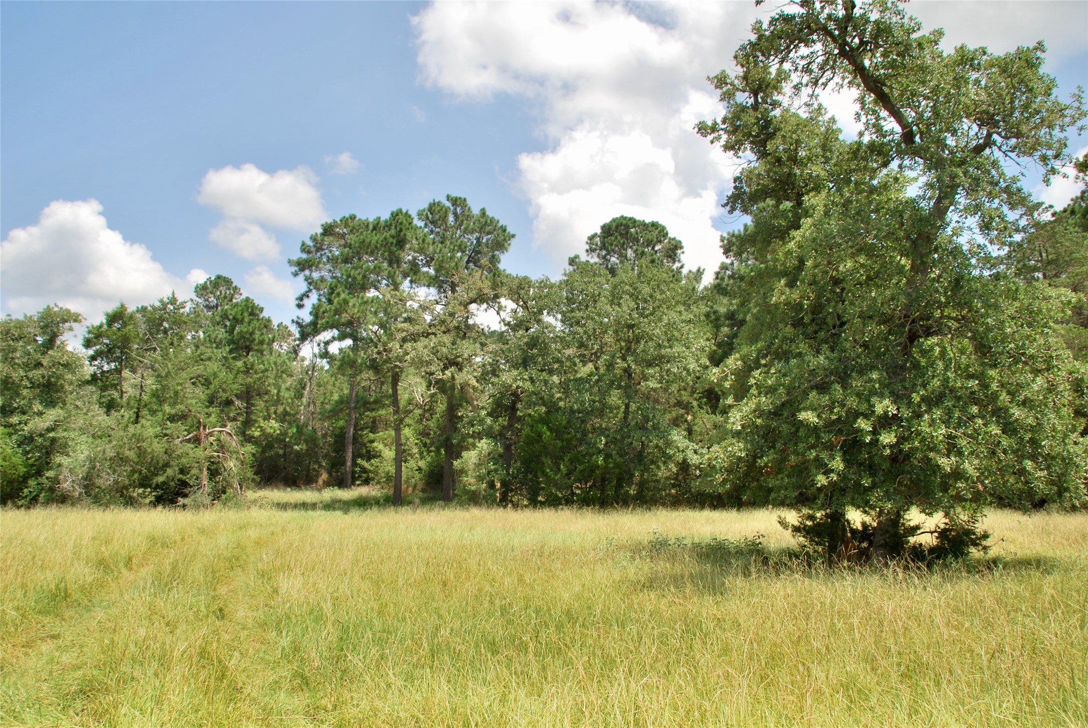 Tbd Sandy Road Rosanky, TX 78953 - Photo 10 of 43 a backyard of a house with lots of green space