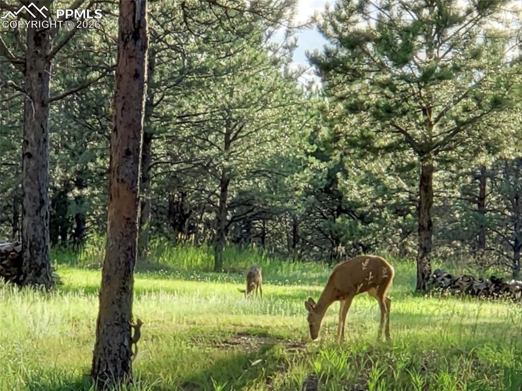 12855 Murphy Road Elbert, CO 80106 - Photo 49 of 50 a backyard of a house with lots of green space