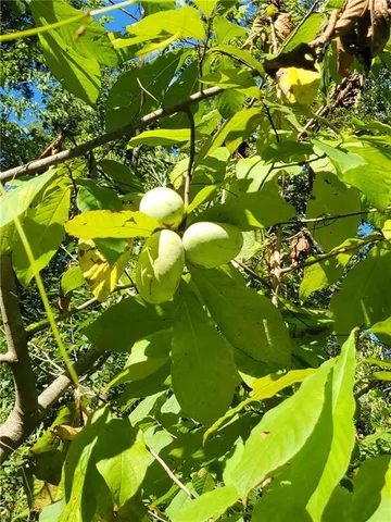 $790,000 | 28605 East 239th Street, Harrisonville, MO 64701