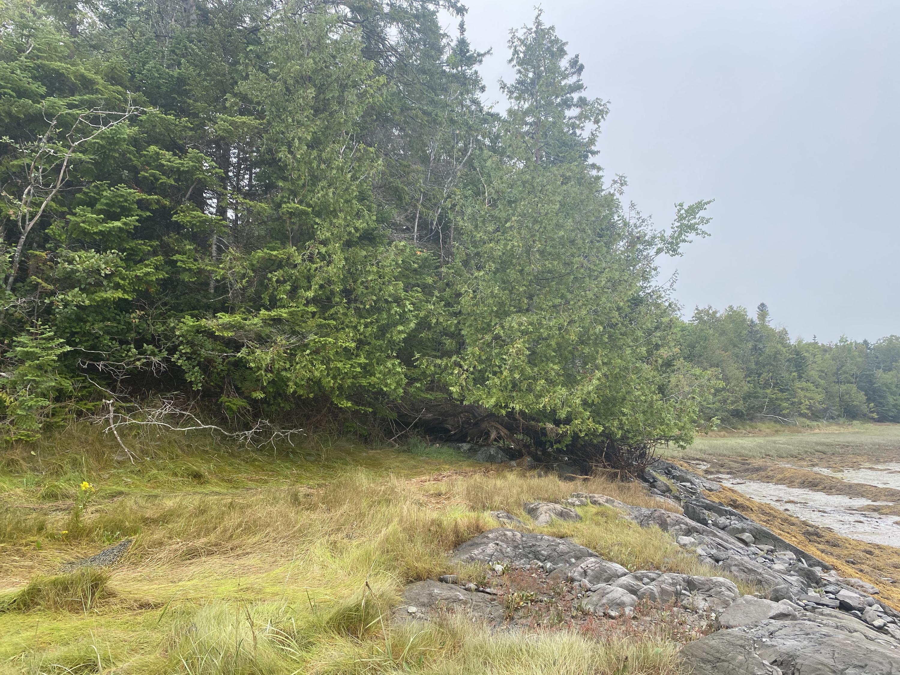 Tbd Lyons Road Lubec, ME 04652 - Photo 13 of 23 N5ERBw3HQW2Z2y3jtz53dA